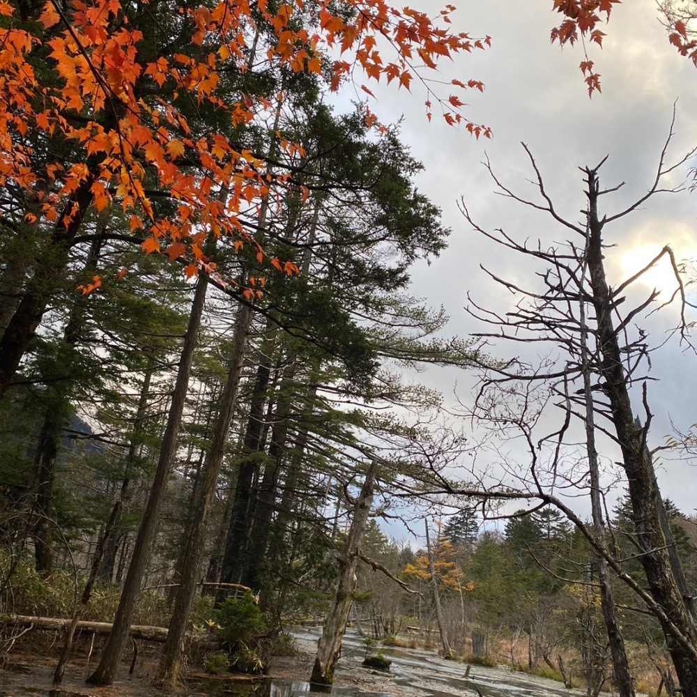 晩秋の紅葉