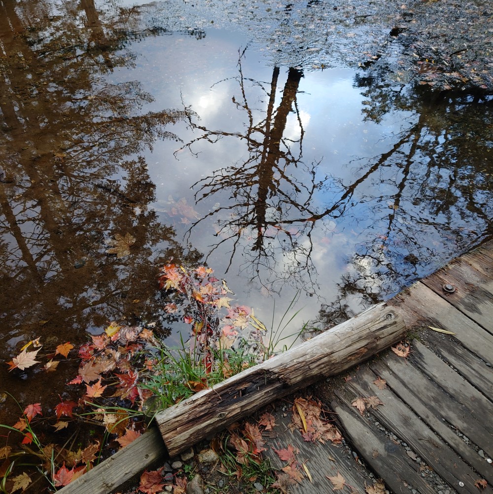 木道の湿原の水面に移る木々