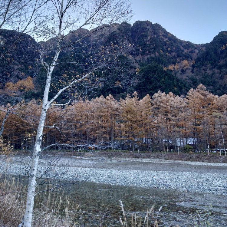 早朝の霜で白く輝くカラマツ林