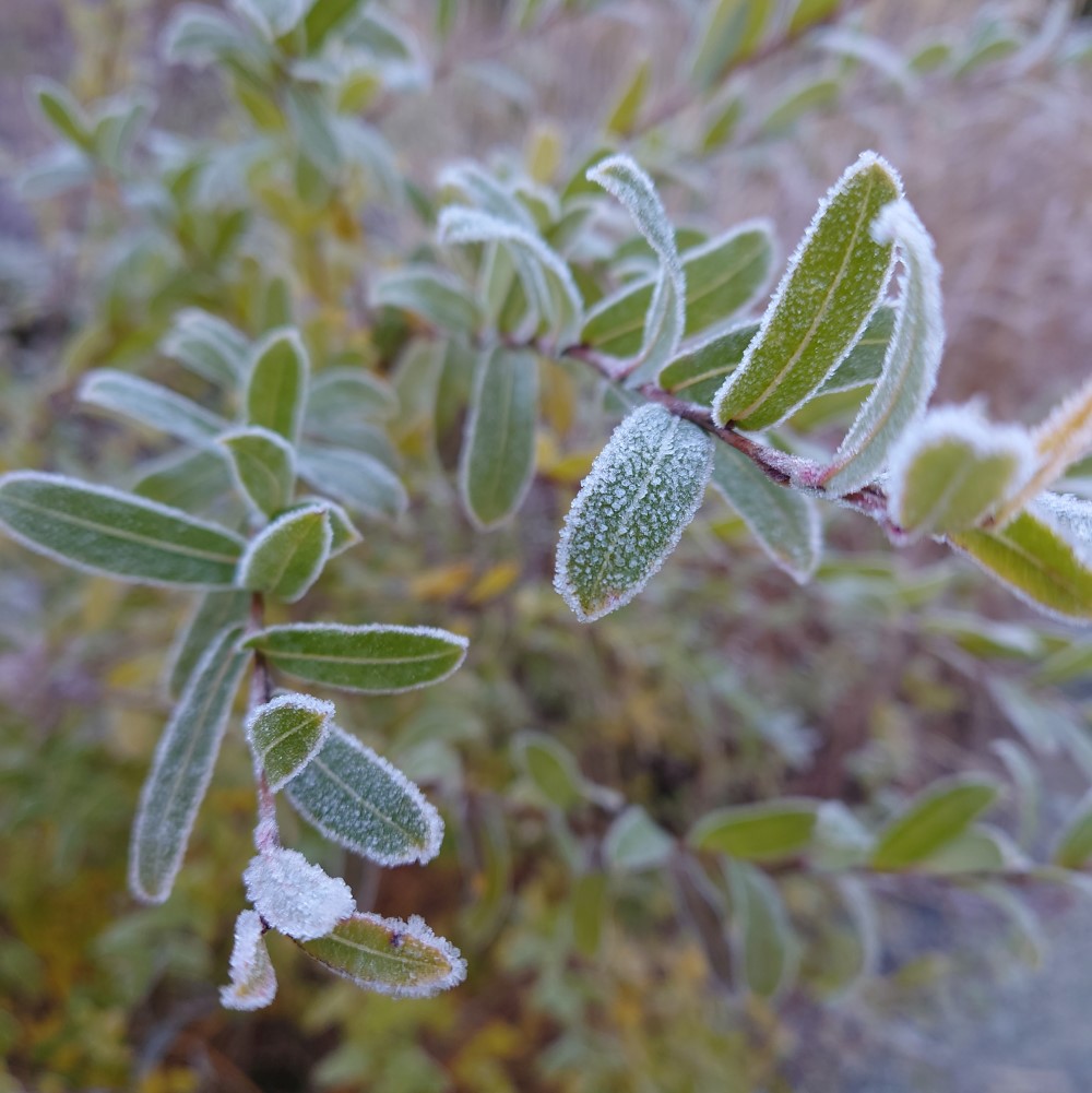 霜を付ける道端の草