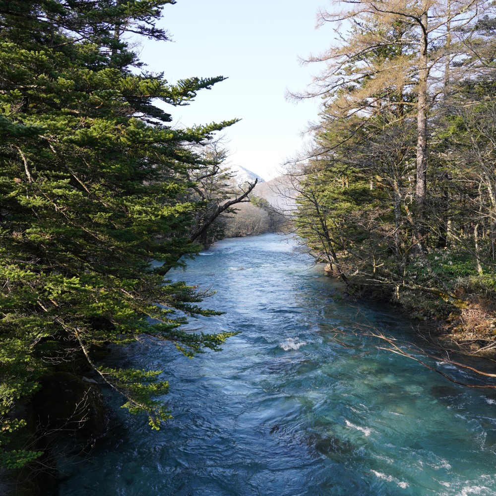 木々の間を流れる川