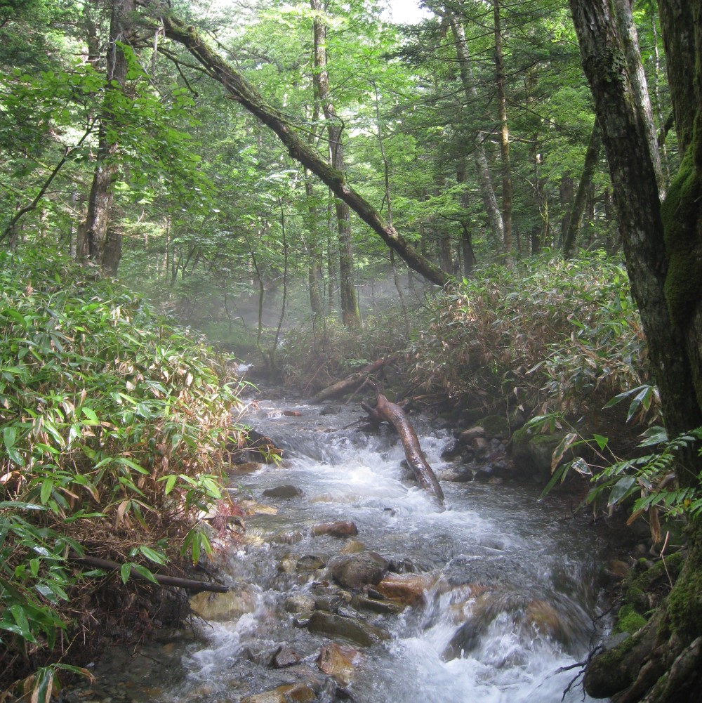 緑の群生林の中を流れる梓川の支流
